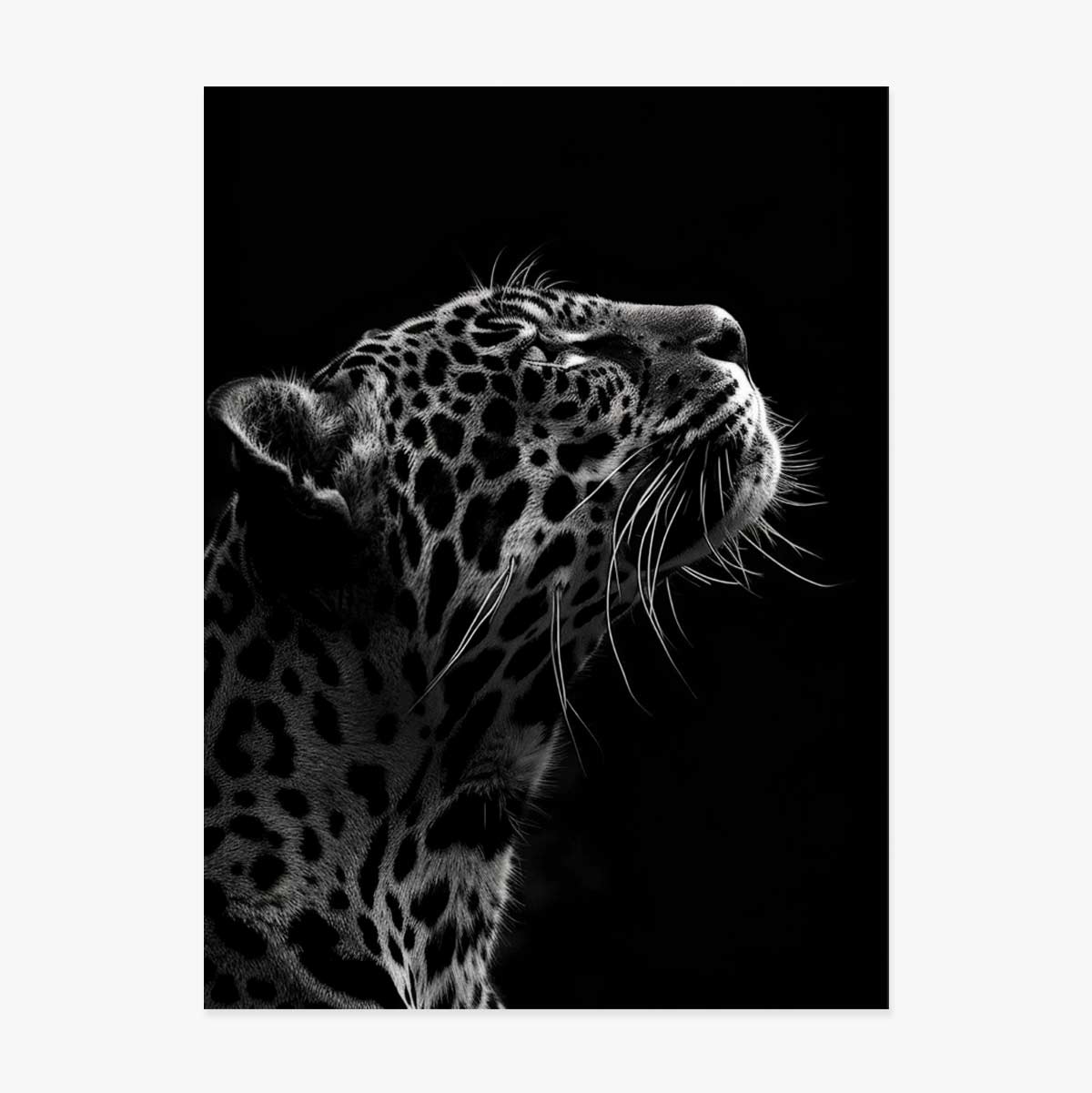 Plakat „Black and White Jaguar”