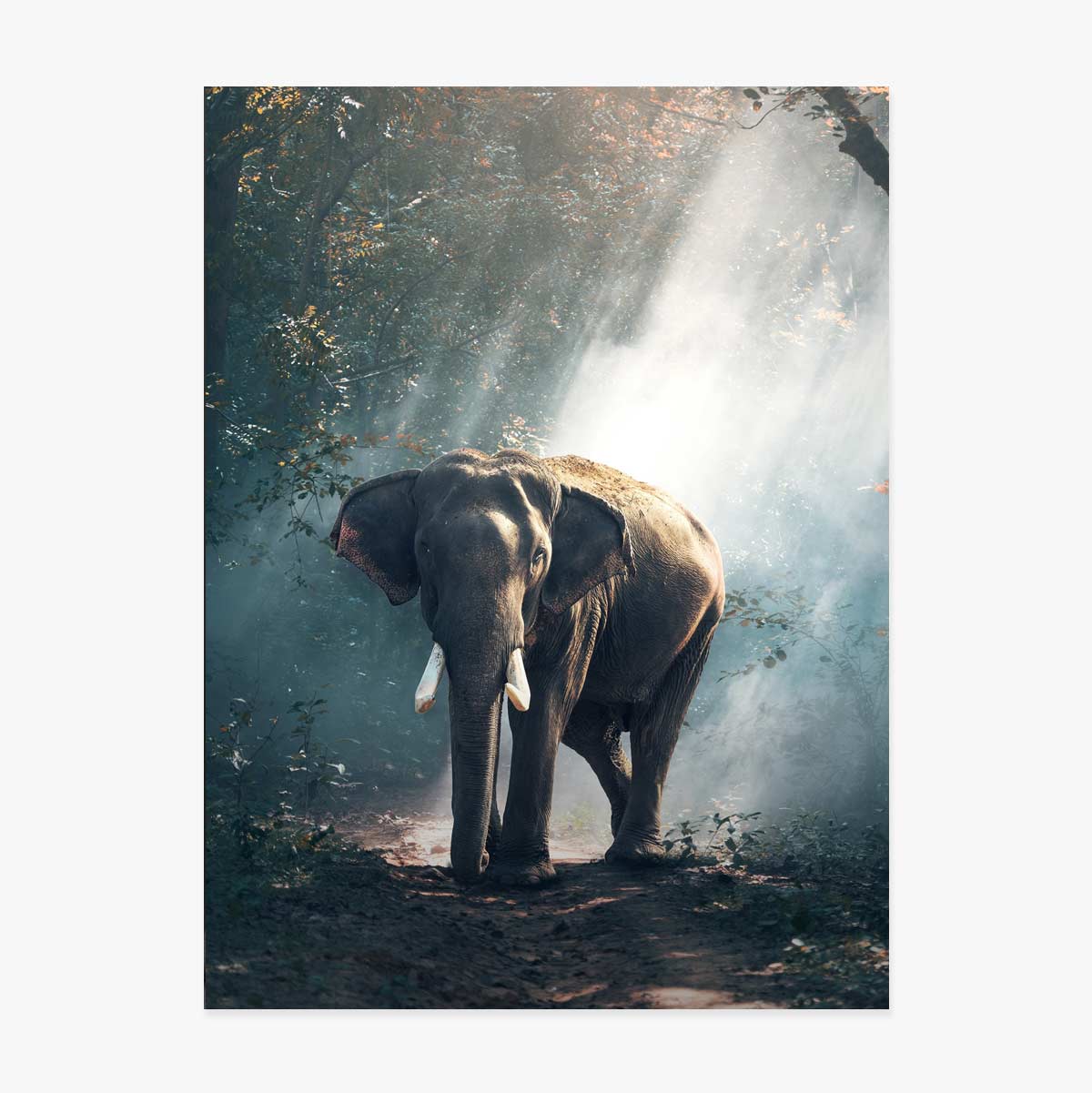 Elephant Poster