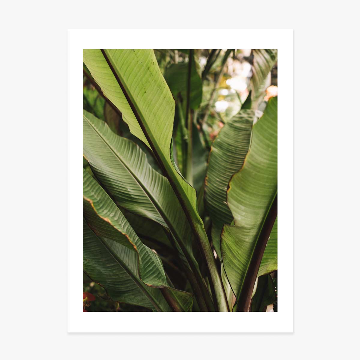 Green leaves poster