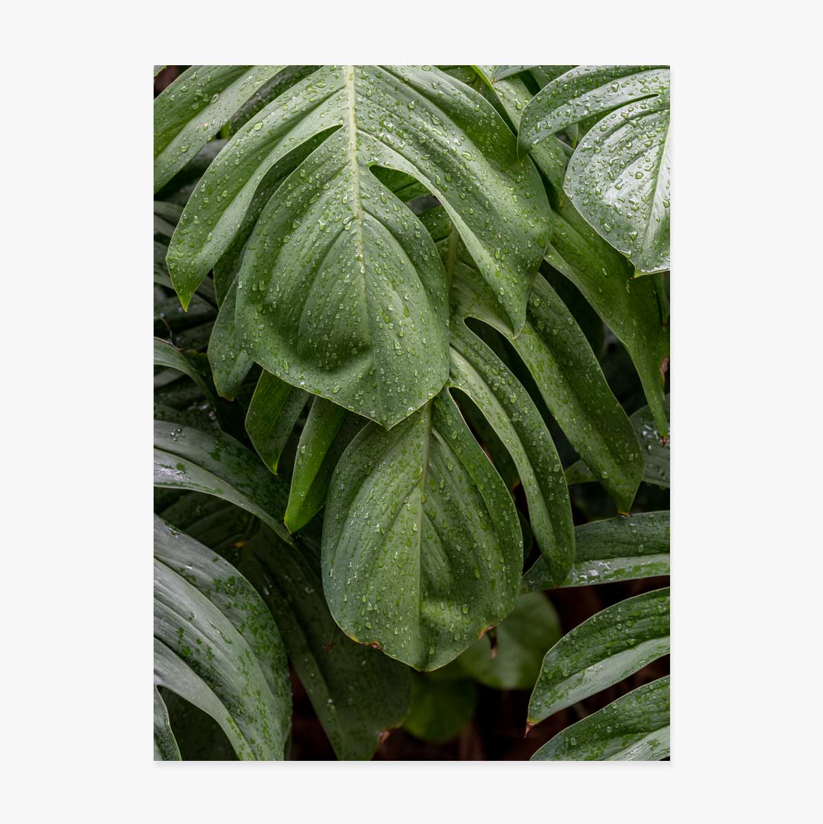 Monstera Poster