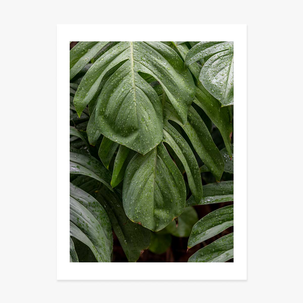 Monstera Poster