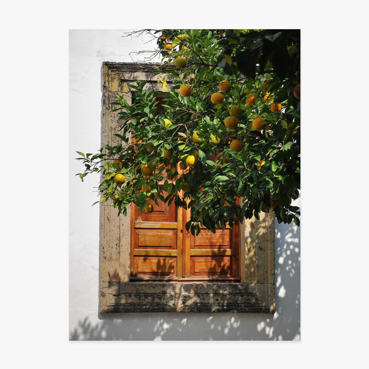 Orange tree poster