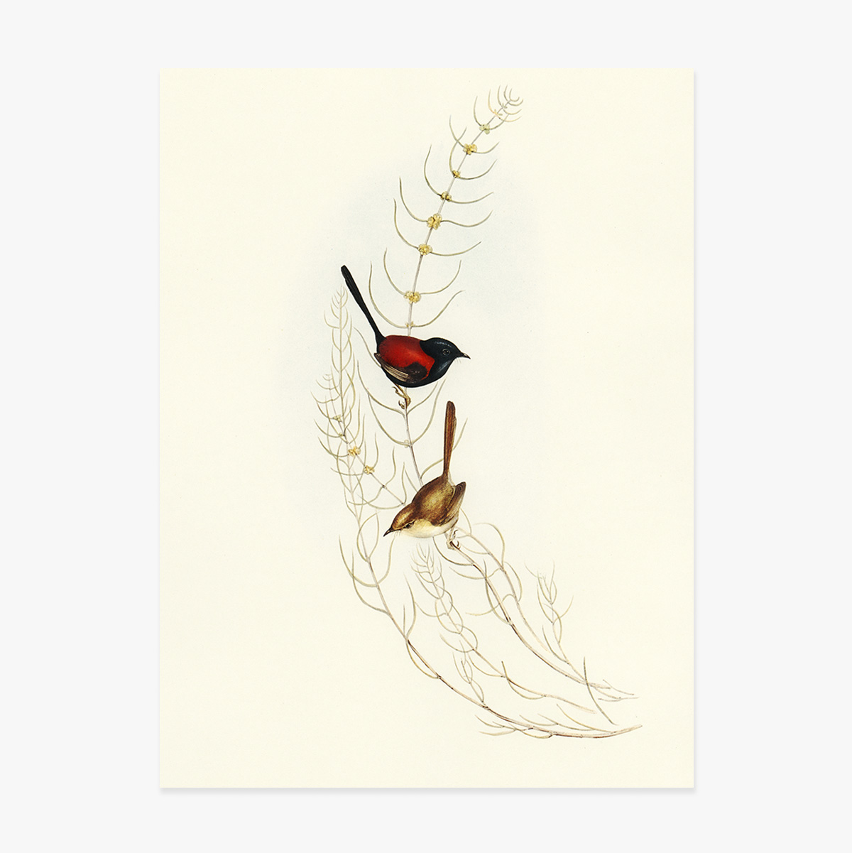 Colourful birds on a branch poster