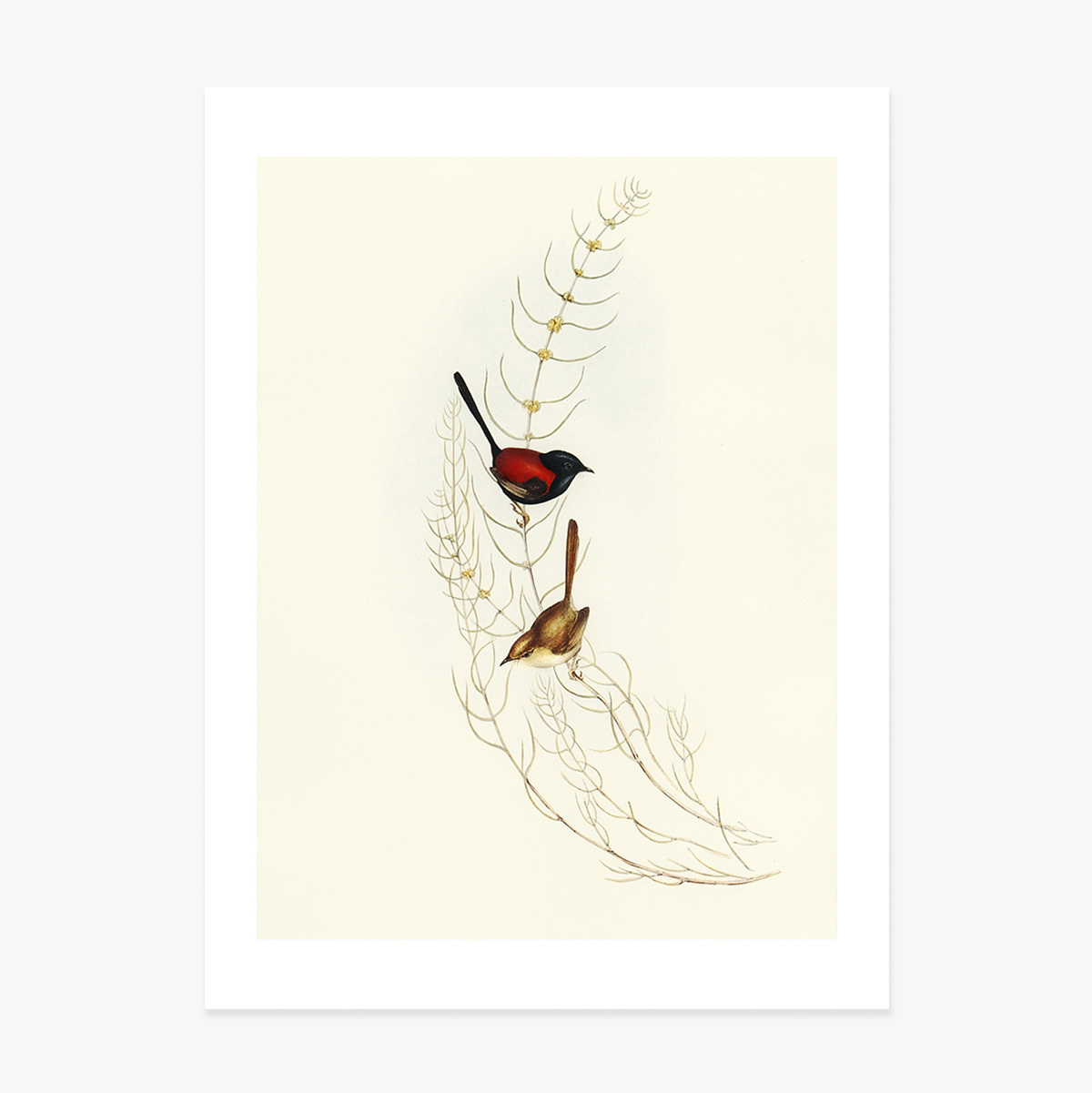 Colourful birds on a branch poster
