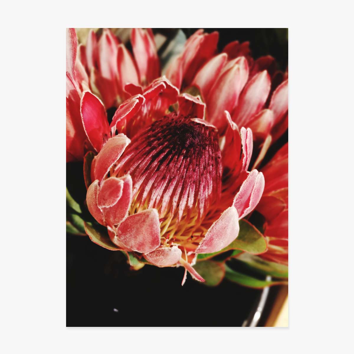 Plakat „Red Flower”