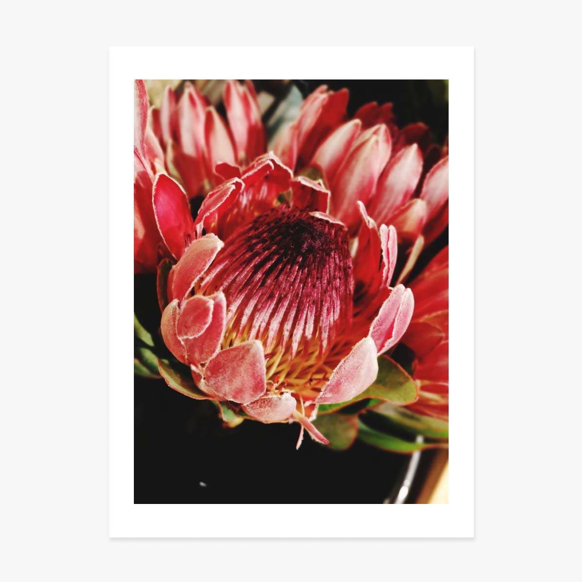 Plakat „Red Flower”