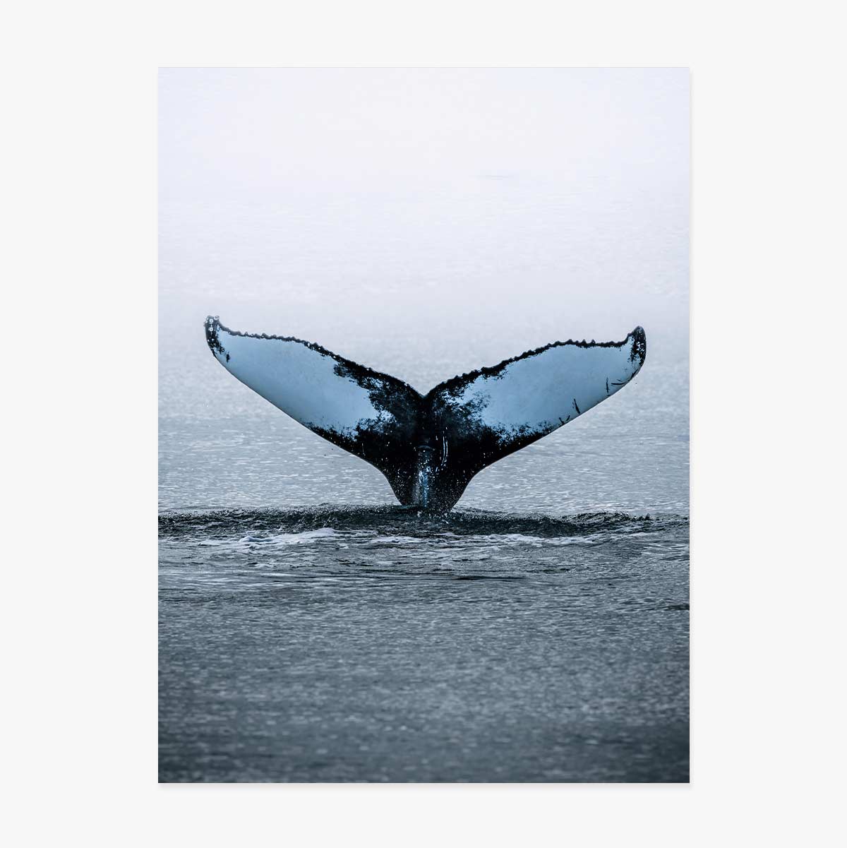 Plakat „Whale Tail”