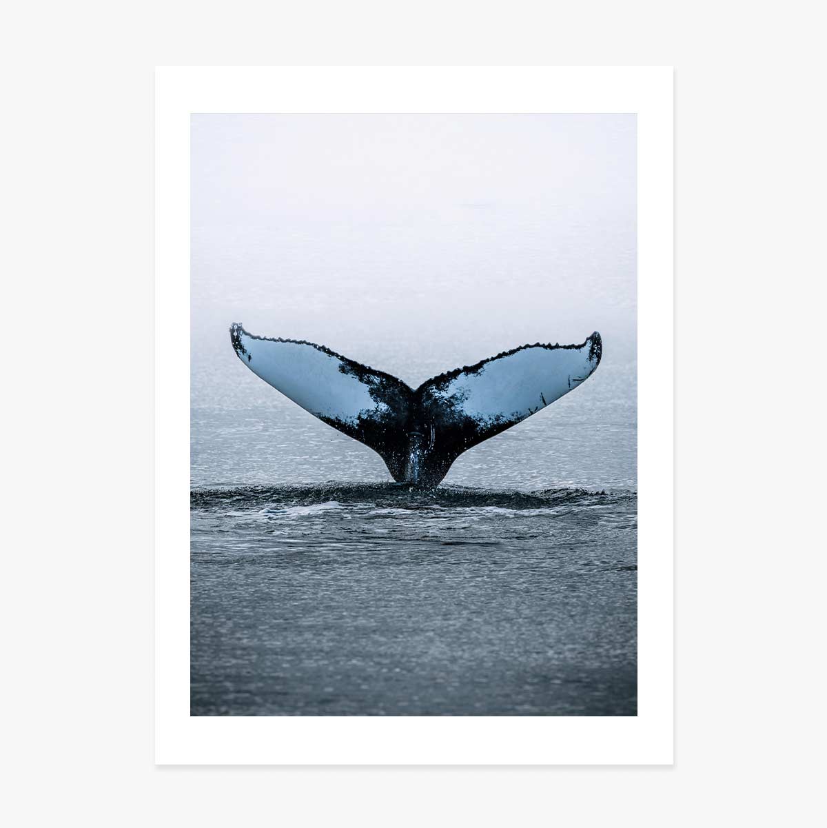 Plakat „Whale Tail”